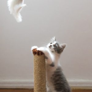 Cat Scratcher