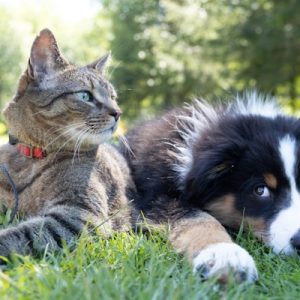 Dry Cat Food