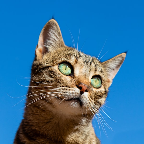 Cat Treats