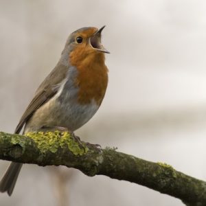 Bird Swing