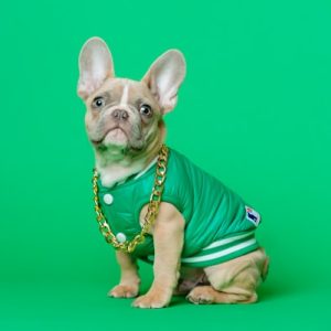 Dog Leash Collar