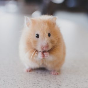 Tunnel Toy