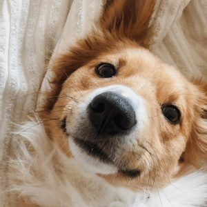 Dog Shampoo