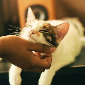 Cat Litter